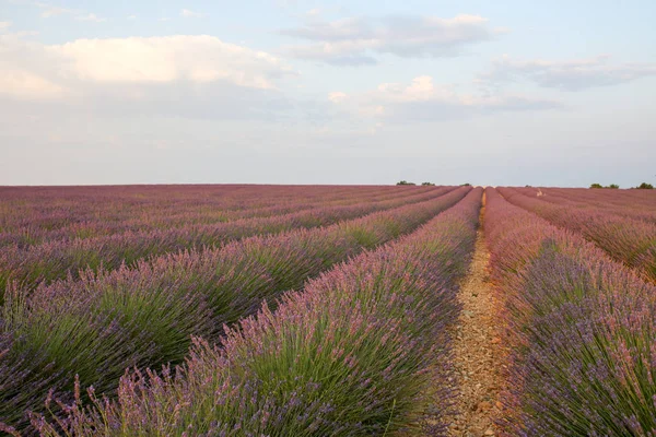 Paisagens Lavanda Provence — Fotografia de Stock