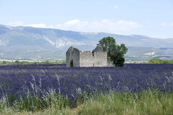 Lavendellandschaften Der Provence — Stockfoto