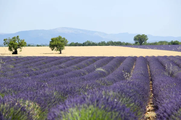 Lanskap Lavender Provence — Stok Foto
