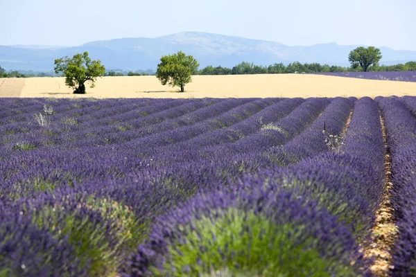 Tájak Levendula Provence Ban — Stock Fotó