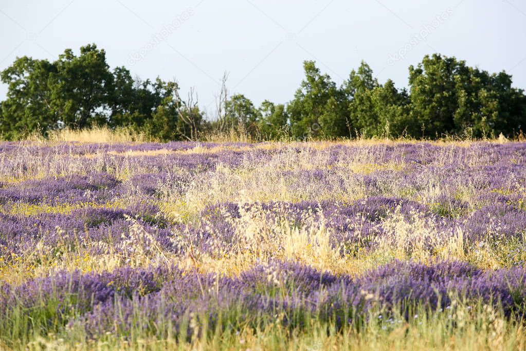 landscapes of lavender in Provence