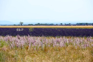 Provence lavanta manzara