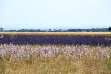 Provence lavanta manzara