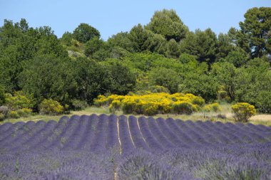 Provence lavanta manzara