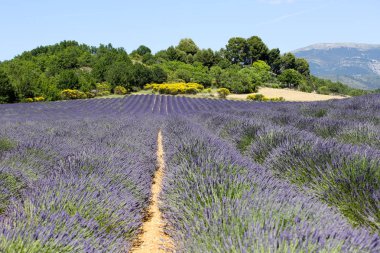 Provence lavanta manzara