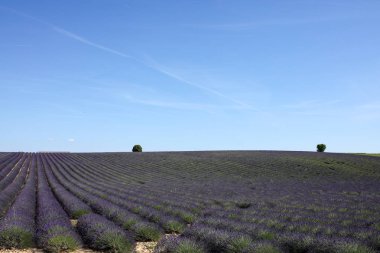 Provence lavanta manzara