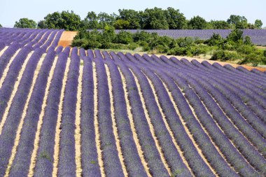 Provence lavanta manzara