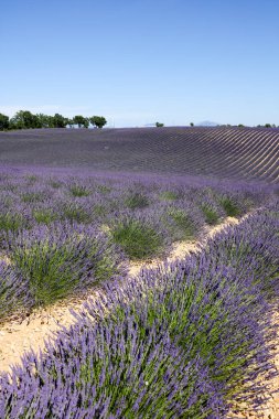Provence lavanta manzara