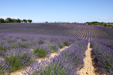 Provence lavanta manzara