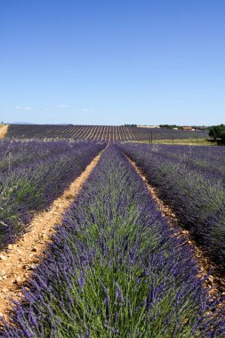 Provence lavanta manzara