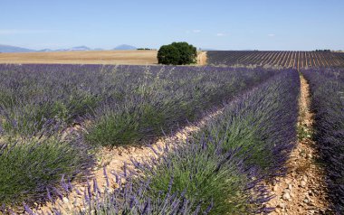 Provence lavanta manzara