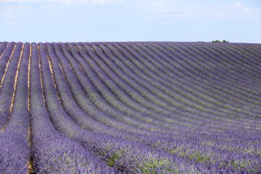 Provence lavanta manzara