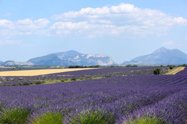 Provence lavanta manzara