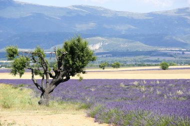 Provence lavanta manzara