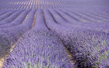 Provence lavanta manzara