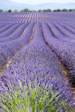 Provence lavanta manzara