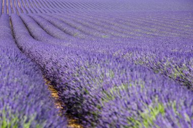 Provence lavanta manzara