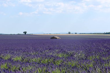 Provence lavanta manzara