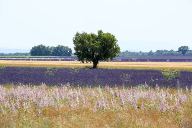 Provence lavanta manzara