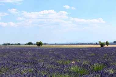 Provence lavanta manzara