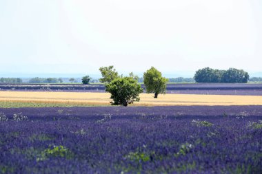 Provence lavanta manzara