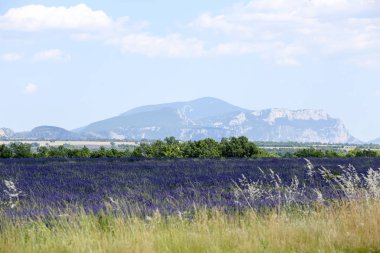 Provence lavanta manzara