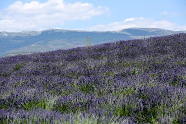Provence lavanta manzara