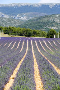 Provence lavanta manzara