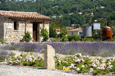 Provence lavanta manzara