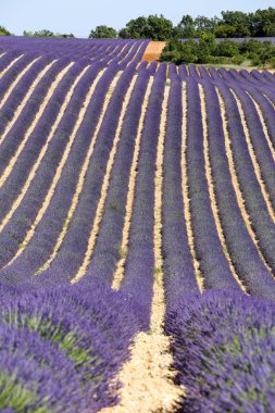 Provence lavanta manzara