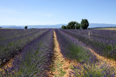 Provence lavanta manzara