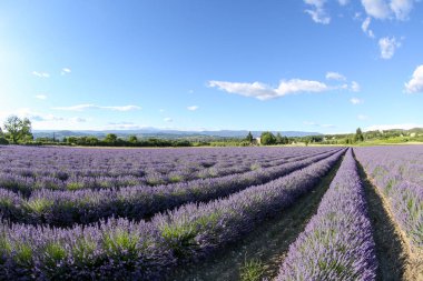 Provence lavanta manzara