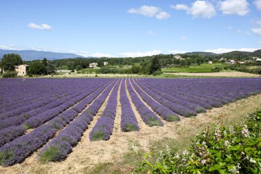 Provence lavanta manzara