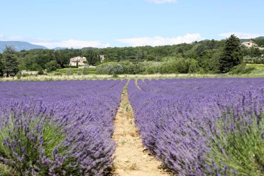 Provence lavanta manzara