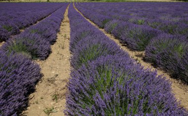 Provence lavanta manzara