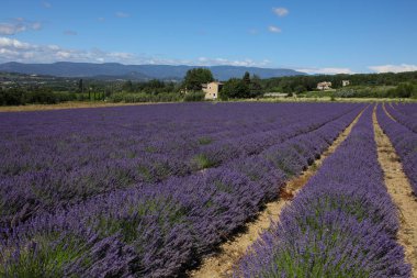 Provence lavanta manzara