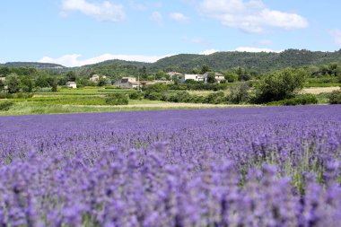 Provence lavanta manzara