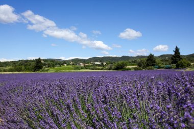 Provence lavanta manzara