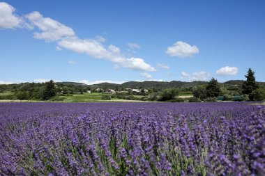 Provence lavanta manzara