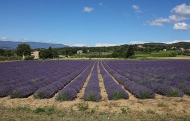 Provence lavanta manzara