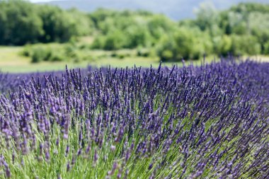 Provence lavanta manzara