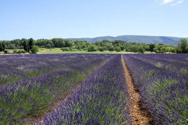 Provence lavanta manzara