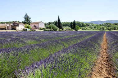 Provence lavanta manzara