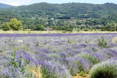 Provence lavanta manzara