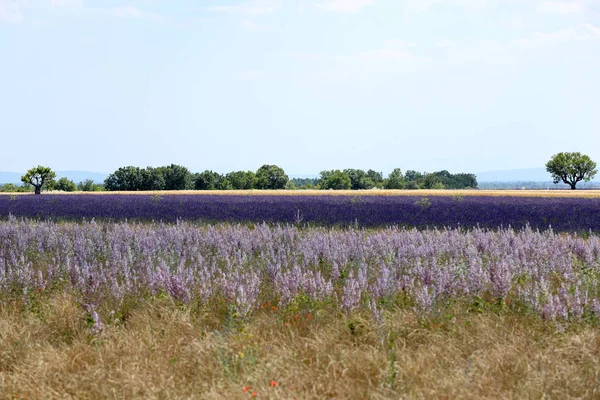 Paisagens Lavanda Provence — Fotografia de Stock