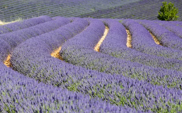 Paisagens Lavanda Provence — Fotografia de Stock