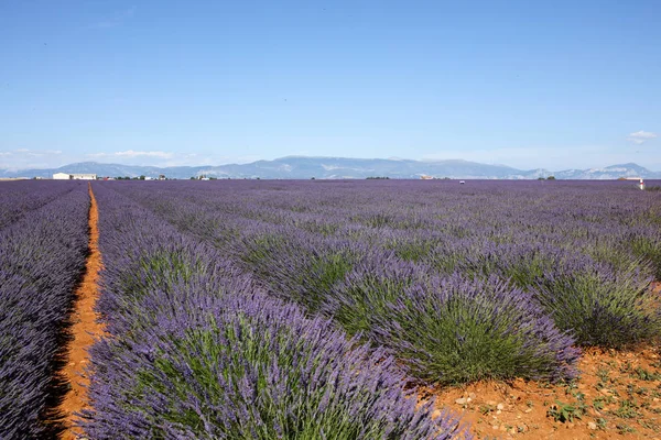 Paisagens Lavanda Provence — Fotografia de Stock