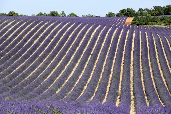landscapes of lavender in Provence