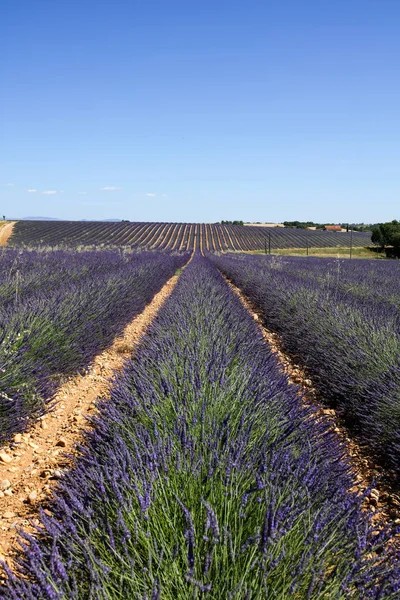 Paisagens Lavanda Provence — Fotografia de Stock