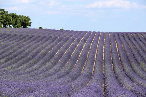 Landskap Lavendel Provence — Stockfoto